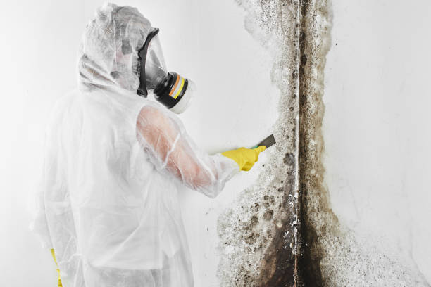 Best Crawl Space Mold Removal  in Manorhaven, NY