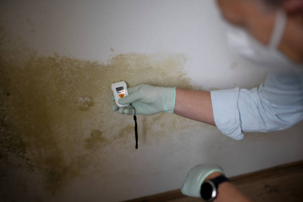 Best Mold Damage Repair  in Manorhaven, NY