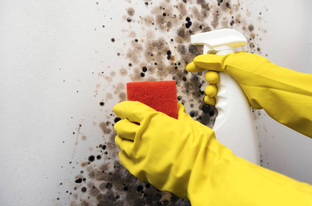 Best Mold Damage Repair  in Manorhaven, NY