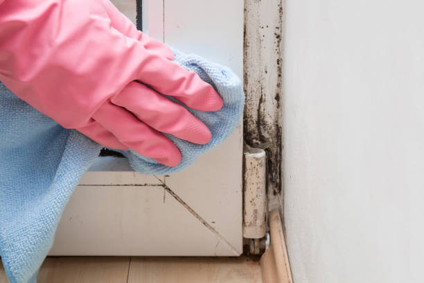 Best Fast Mold Removal  in Manorhaven, NY