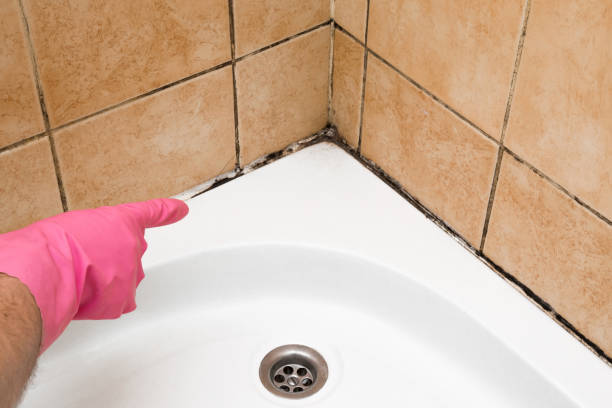 Best Black Mold Removal  in Manorhaven, NY